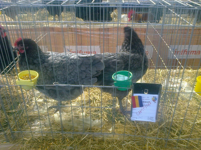 expo 010 - 03 AUSTRALORP ALBASTRU