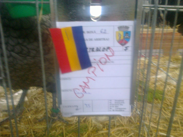 expo 012 - 03 AUSTRALORP ALBASTRU