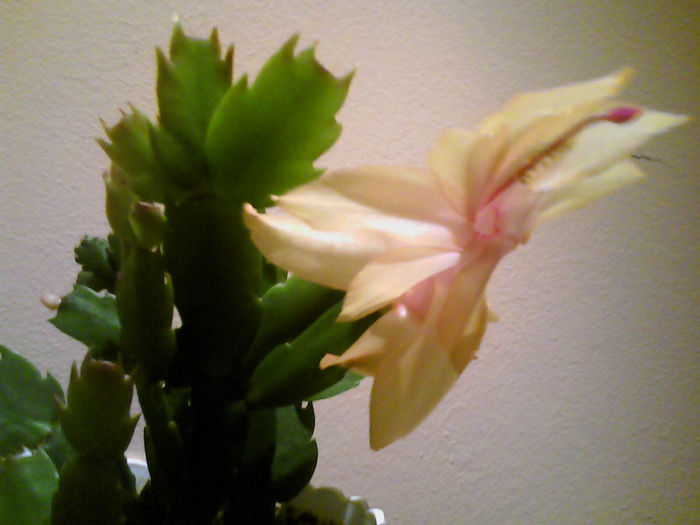 2133(001) - Schlumbergera galbena