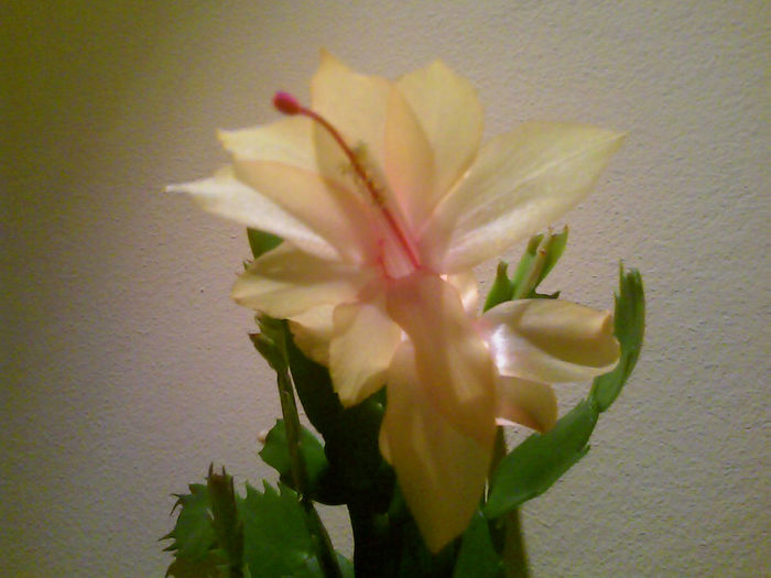 2133 - Schlumbergera galbena