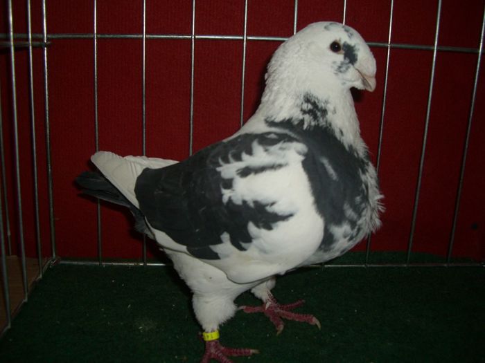 mascul 2011