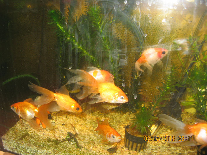 goldfish - acvaristica