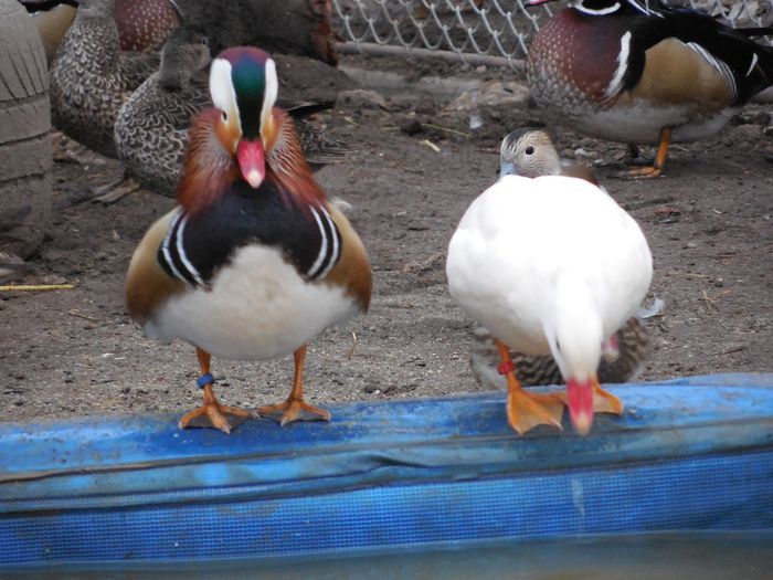 standard si alba - rata mandarin