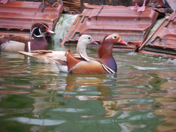 mandarin galben