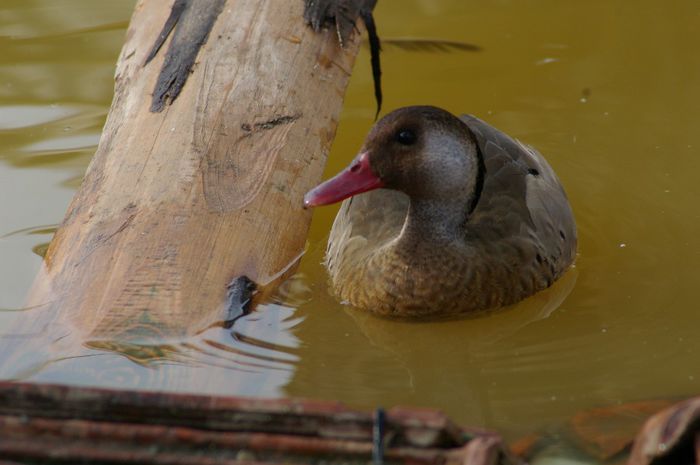 brasilian teal - rata amazoniana