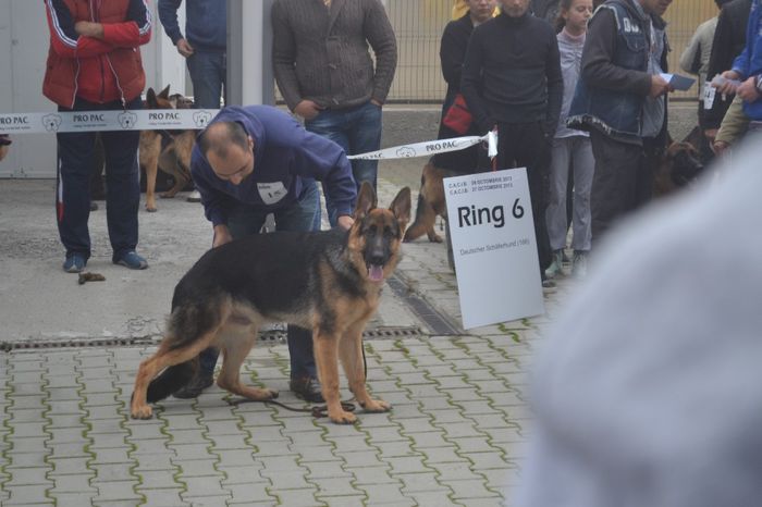 FARGO VD BALAND; LOCUL 1 CLASA PUI
CACIB CRAIOVA 2013
