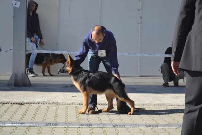 FENYA VD BALAND - CANISA BALAND ciobanesc german