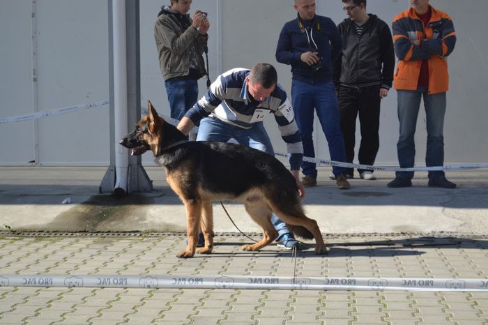 FARGO VD BALAND - CANISA BALAND ciobanesc german