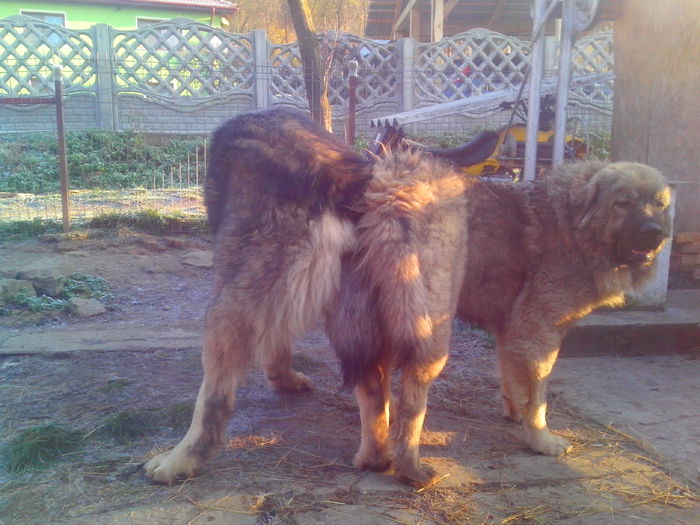 montă Dixi & Sara de Neamț