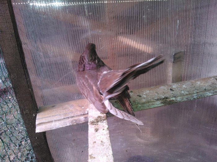 WP_005051 - CASTANII DE CRAIOVA