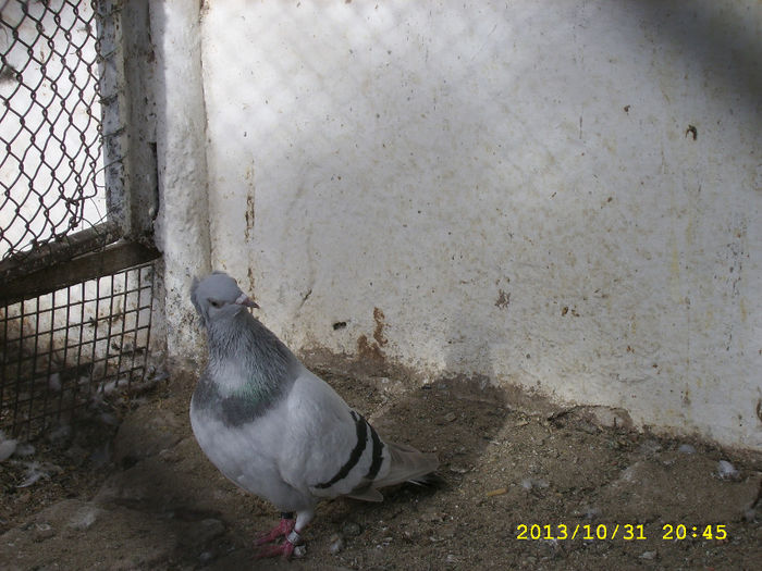 SSA55821 - porumbei dungati de arad