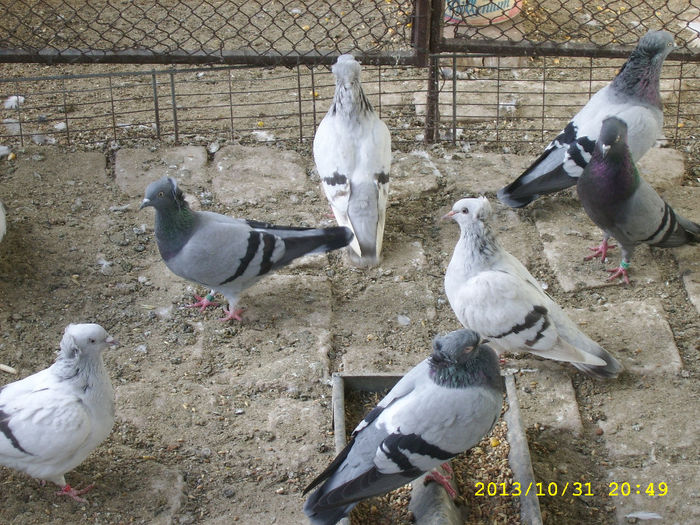 SSA55832 - porumbei dungati de arad