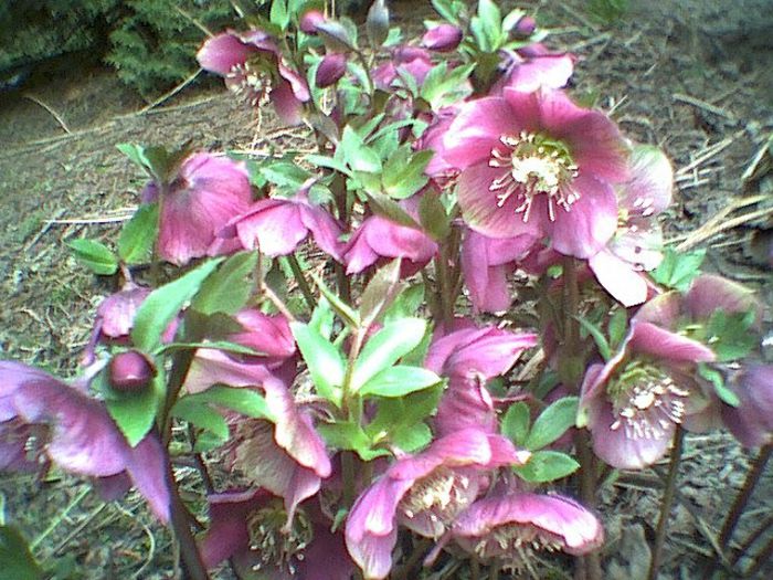 Helleborus Atrorubens 3