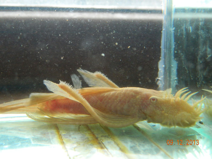 Picture 005; mascul 13 cm
