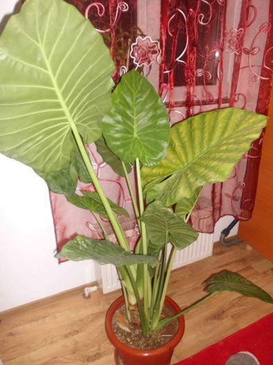 Colocasia – Urechea elefantului - 1 FLORILE MELE - senzatie de viata in casa