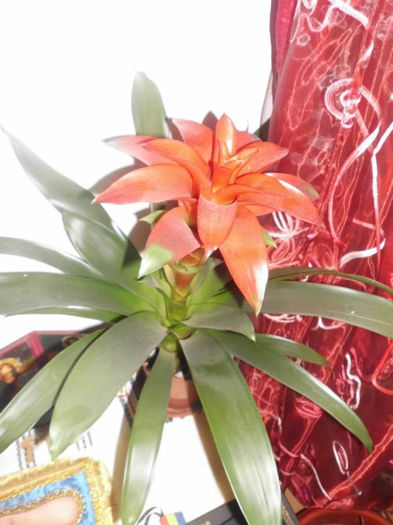 Guzmania