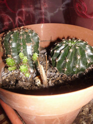 Echinopsis - 1 FLORILE MELE - senzatie de viata in casa