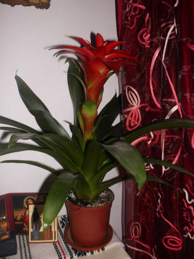 Guzmania