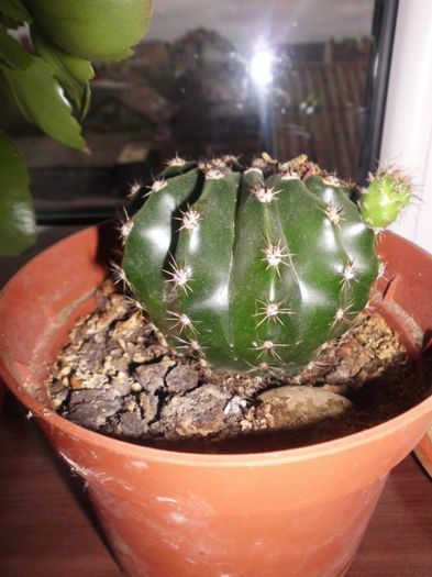 Echinopsis - 1 FLORILE MELE - senzatie de viata in casa