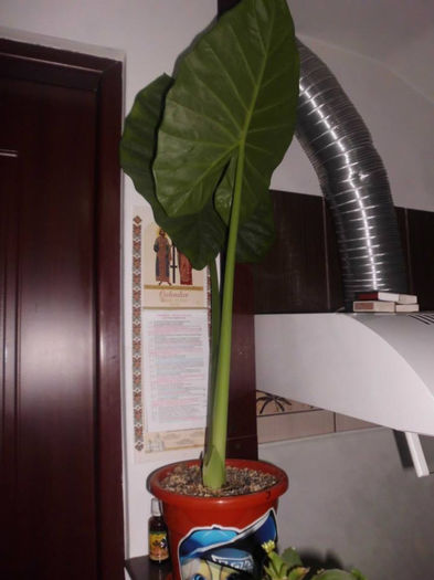 Colocasia – Urechea elefantului - 1 FLORILE MELE - senzatie de viata in casa