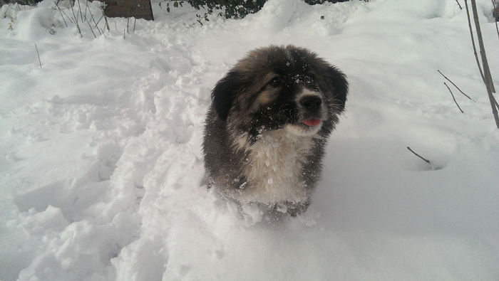 Artan si prima zapada