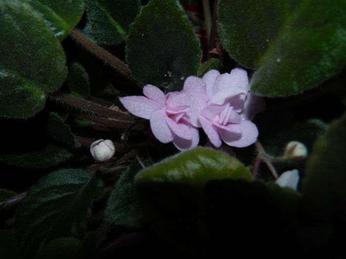 DSCN9933 - DECEMBRIE 2013