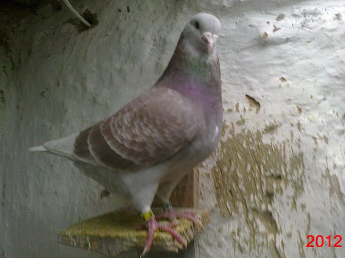 M 2012 - Porumbei standard