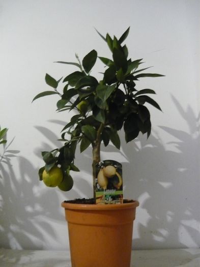 lamai portughese 129ron