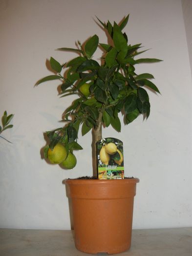 lamai portughese; 129ron
