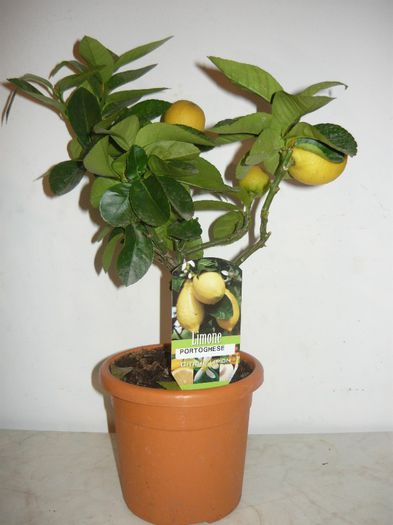129ron - citrice de vanzare