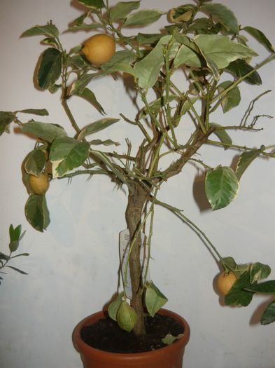 variegata 250ron - citrice de vanzare