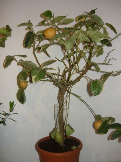 variegata 250ron - citrice de vanzare