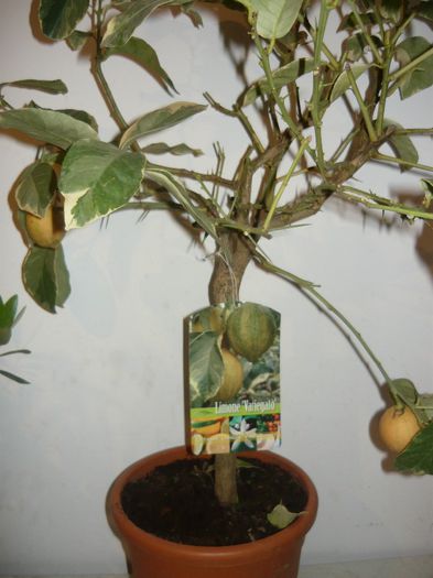 lamai variegat 250ron - citrice de vanzare