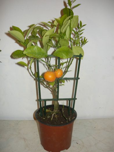 mandarin 70ron - citrice de vanzare