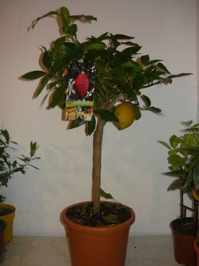 lamai rosu super oferta 450ron