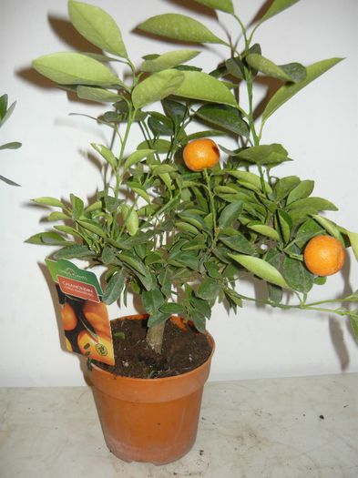 clementini 70ron - citrice de vanzare