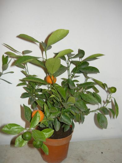 mandarin 70ron - citrice de vanzare