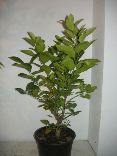 mandarin inflorit 70ron - citrice de vanzare