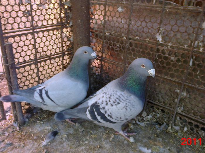 Porumbita si porumbel 2010