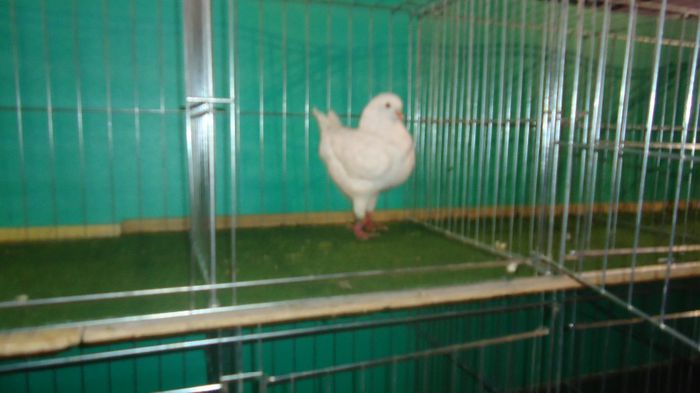 DSC03527
