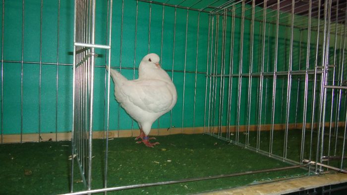 DSC03532