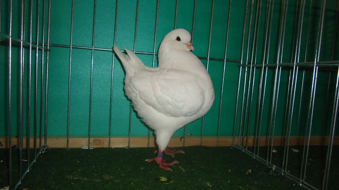 DSC03533