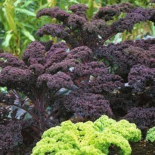 Varza Kale mov"Scarlet" - De vanzare seminte -legume-mirodenii-flori-arbori