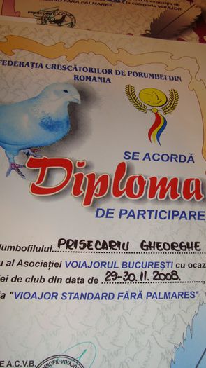 DSC02835 - Premii obtinute - cupe si diplome