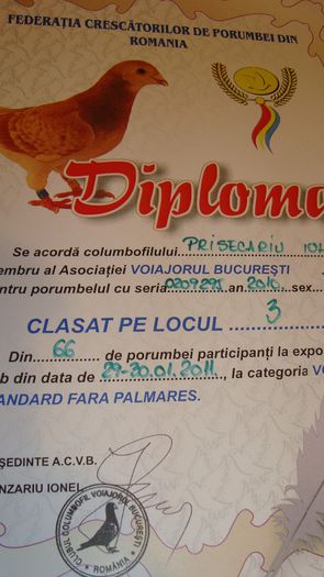 DSC02837 - Premii obtinute - cupe si diplome