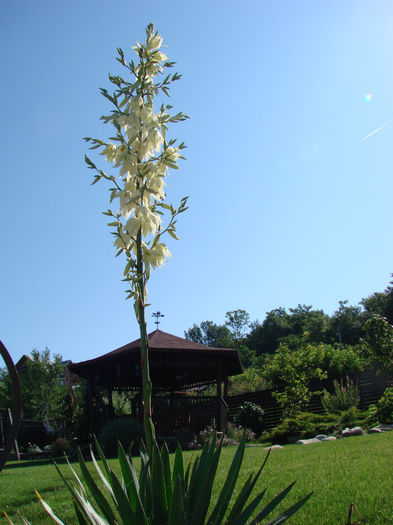 Yuca filamentosa inflorita cca.1,80m; o planta care in salbaticia iernii are energia de a se conserva verde
