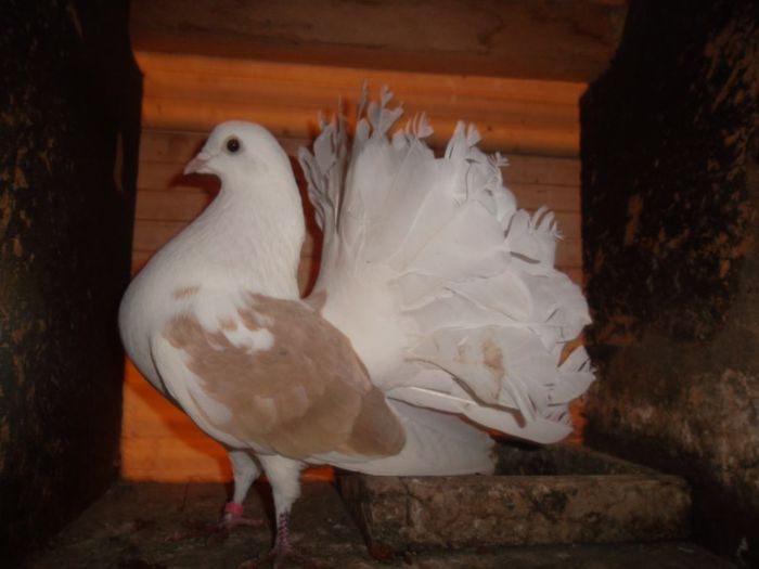 SAM_2393 - Porumbei Voltati prahova