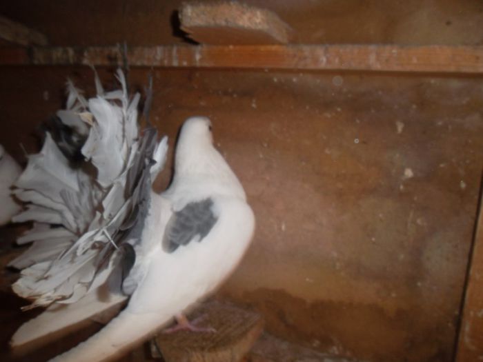 SAM_2397 - Porumbei Voltati prahova