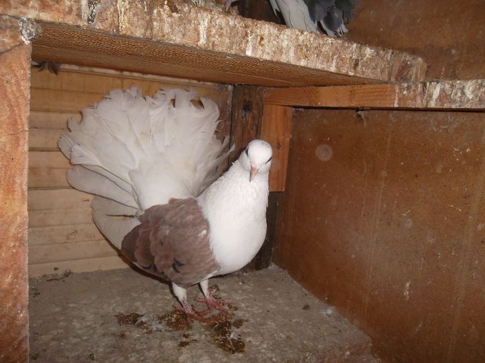 SAM_2398 - Porumbei Voltati prahova