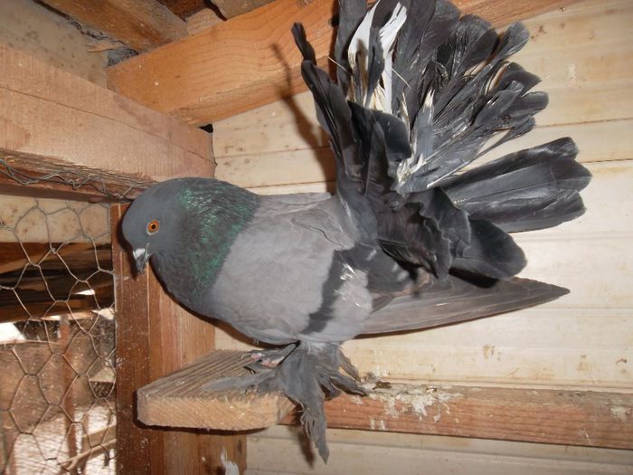 SAM_2399 - Porumbei Voltati prahova